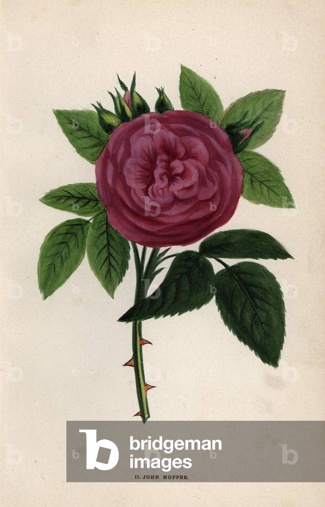 John Hopper rose, hybrid variety put on the market in 1865. Chromolithograph drawn and lithographed after nature by F. Grobon from Hippolyte Jamain and Eugene Forney's “” Les Roses,” Paris, J. Rothschild, 1873. Jamain was a rose grower and Forney a professor of arboriculture. Francois Frederic GROBON (1815-1901) ran his own atelier and illustrated “” Fleurs” after Redoute with his brother Anthelme as the Grobon freres.