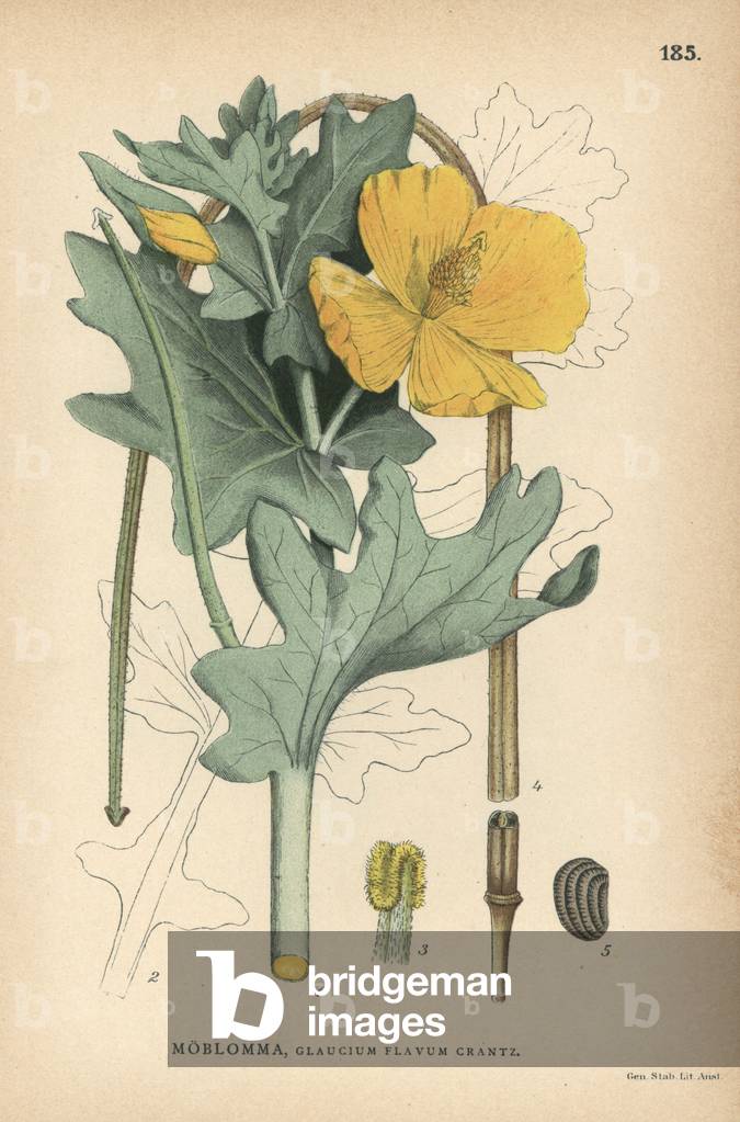 Yellow horned poppy, Glaucium flavum
