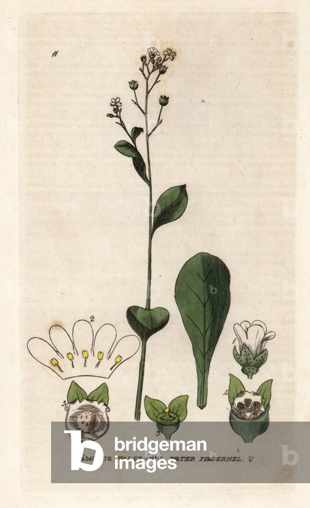Waterfall. Coloured copper engraving from a drawing by Isaac Russell from William Baxter's book “English Botanical Phenomenes””, 1834. William Baxter (1788-1871) was the curator of the Oxford Botanical Garden from 1813 to 1854. Water pimpernel, Samolus valerandi. Handcoloured copperplate engraving from a drawing by Isaac Russell from William Baxter's “” British Phaenogamous Botany”” 1834. Scotsman William Baxter (1788-1871) was the curator of the Oxford Botanic Garden from 1813 to 1854.