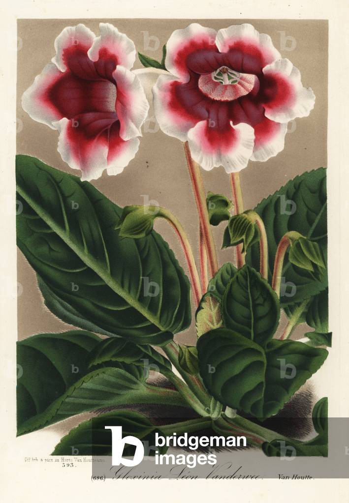 Gloxinia variety, Leon Vandervee, Sinningia speciosa. Handcoloured lithograph from Louis van Houtte and Charles Lemaire's Flowers of the Gardens and Hothouses of Europe, Flore des Serres et des Jardins de l'Europe, Ghent, Belgium, 1867-1868.