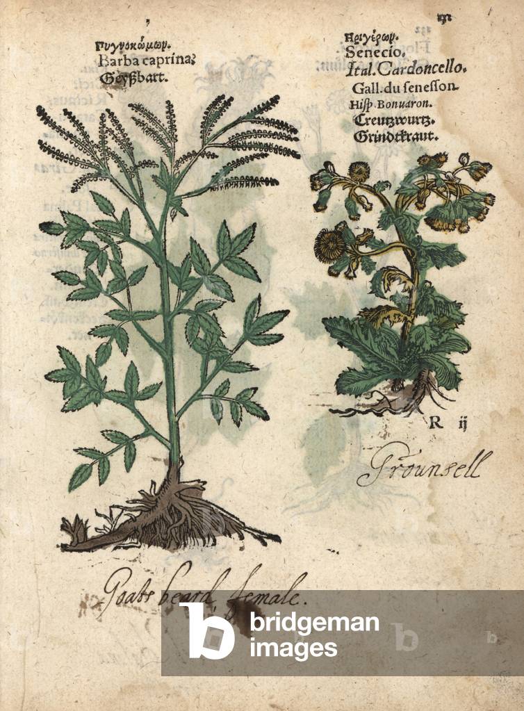 Goat's beard, Aruncus dioicus, and groundsel, Senecio vulgaris. Handcoloured woodblock engraving of a botanical illustration from Adam Lonicer's Krauterbuch, or Herbal, Frankfurt, 1557. This from a 17th century pirate edition or atlas of illustrations only, with captions in Latin, Greek, French, Italian, German, and in English manuscript.