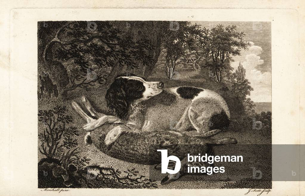 A hunting hound with a dead hare