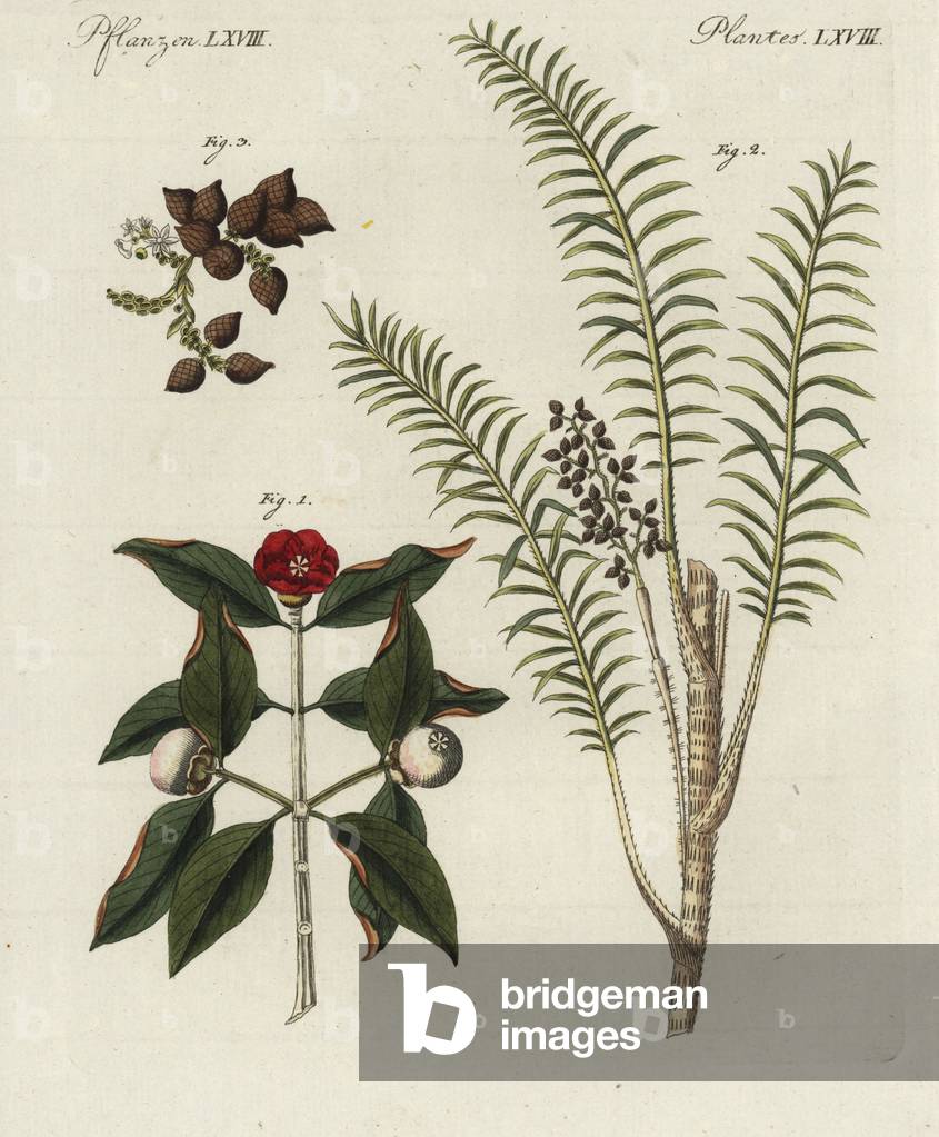 Purple mangosteen tree, flower, leaf and fruit, Garcinia mangostana 1, and rattan tree, Calamus rotang, branch and leaf 2, and “” dragon's blood”” fruit 3. Handcoloured copperplate engraving from Bertuch's “” Bilderbuch fur Kinder”” (Picture Book for Children), Weimar, 1798. Friedrich Johann Bertuch (1747-1822) was a German publisher and man of arts most famous for his 12-volume encyclopedia for children illustrated with 1,200 engraved plates on natural history, science, costume, mythology, etc., published from 1790-1830.