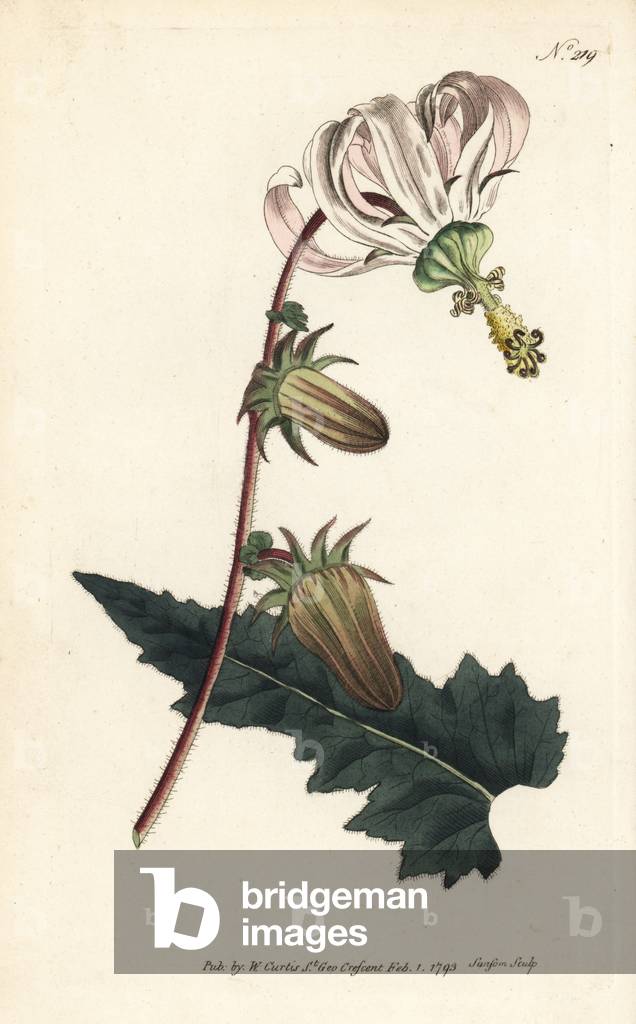 Michauxia from Turkey - Rough-leaved michauxia, Michauxia campanuloides. Handcoloured copperplate engraving by Sansom from William Curtis' Botanical Magazine, London, 1793.
