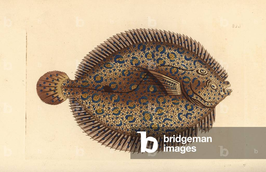 Peacock flounder, Bothus lunatus (Argus flounder, Pleuronectes argus). Illustration drawn and engraved by Richard Polydore Nodder. Handcoloured copperplate engraving from George Shaw and Frederick Nodder's The Naturalist's Miscellany, London, 1806.