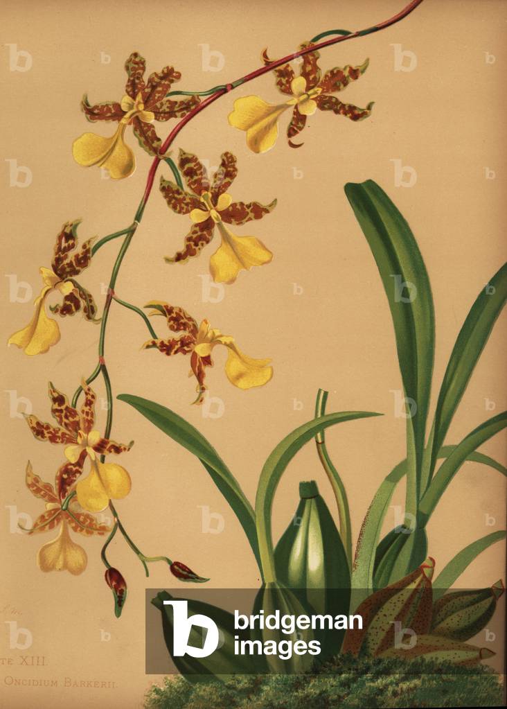 Dancing lady orchid, Oncidium tigrinum (Oncidium barkerii)