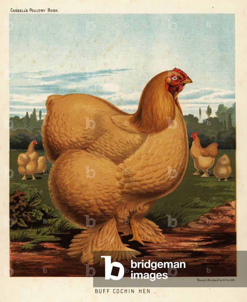 Buff cochin hen, 1890 (chromolithograph)
