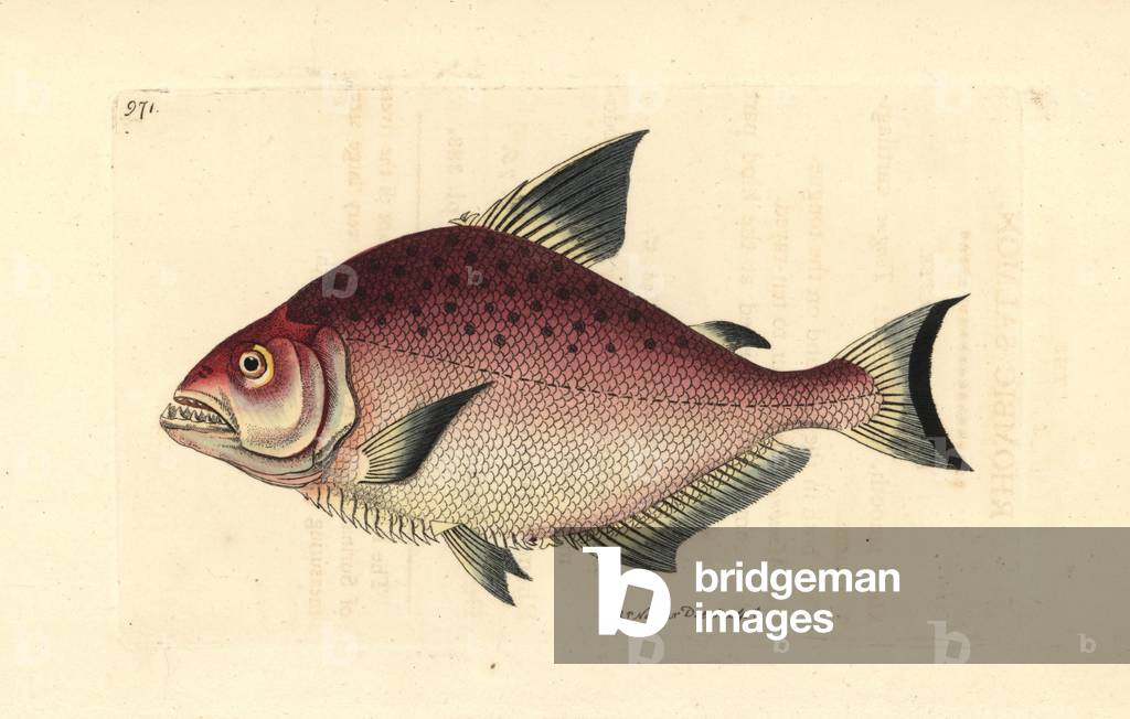 Redeye piranha, Serrasalmus rhombeus (Rhombic salmon, Salmo rhombeus). Illustration drawn and engraved by Rich