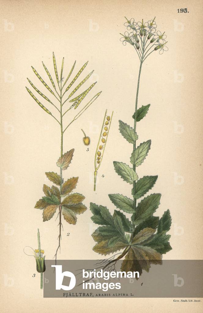 Alpine rock cress, Arabis alpina