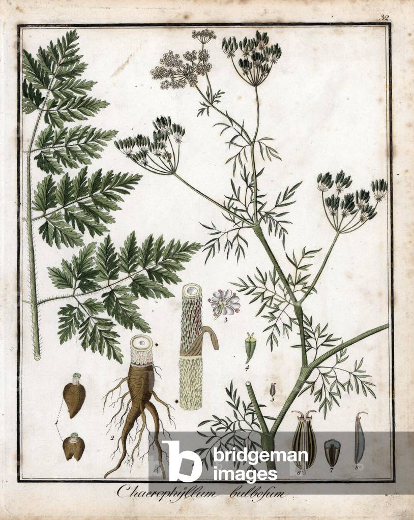 Tuberous chervil or bulb - Lithography by F. Guimpel, extracted from medical botany by Friedrich Gottlob Haynes (1763-1832), Berlin, 1822 - Turnip-rooted chervil, Chaerophyllum bulbosum - Handcoloured copperplate by F. Guimpel from Dr. F. G. Hayne's Medical Botany, Berlin, 1822