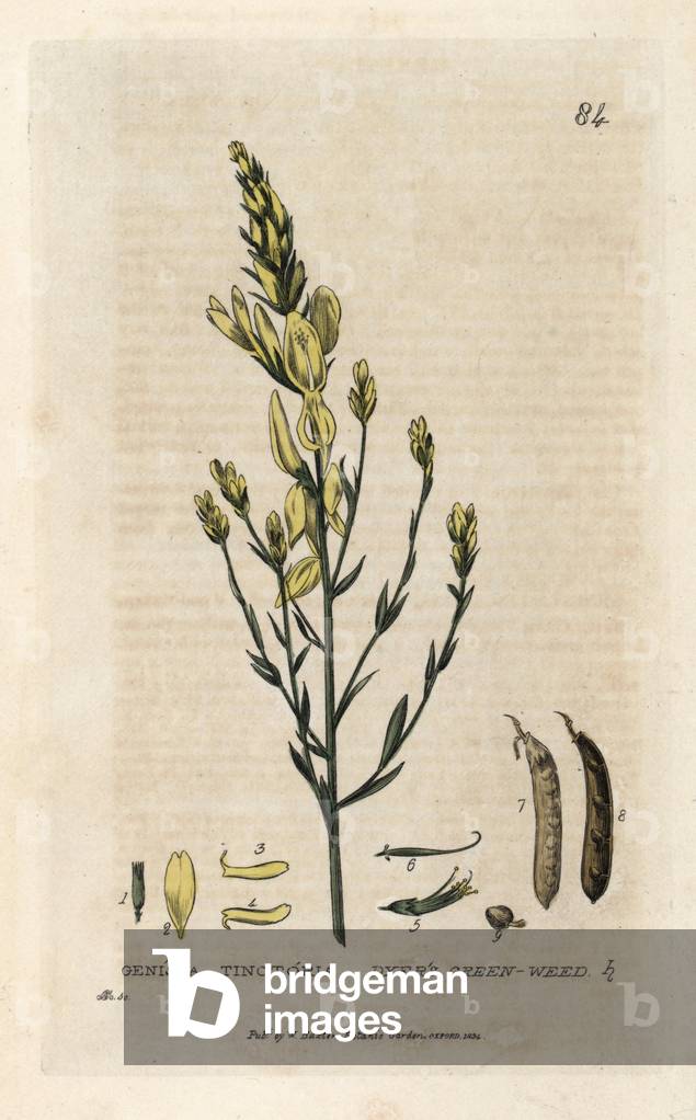 Genet of the dry cleaners. Coloured copper engraving from a drawing by C. Mathews from William Baxter's book “English Botanical Phenomenes””, 1834. William Baxter (1788-1871) was the curator of the Oxford Botanical Garden from 1813 to 1854. Dyer's green weed, Genista tinctoria. Handcoloured copperplate engraving by Charles Mathews from William Baxter's “” British Phaenogamous Botany”” 1834. Scotsman William Baxter (1788-1871) was the curator of the Oxford Botanic Garden from 1813 to 1854.