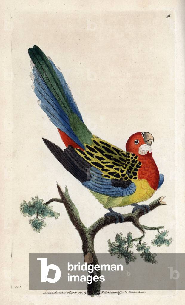 Omnicolored parakeet. Copper engraving by Frederick Polydor Nodder (1751-1801), signed illustration SN, by Frederick Noder and George Shaw for the naturalist collection, published in 1790 by George Shaw.