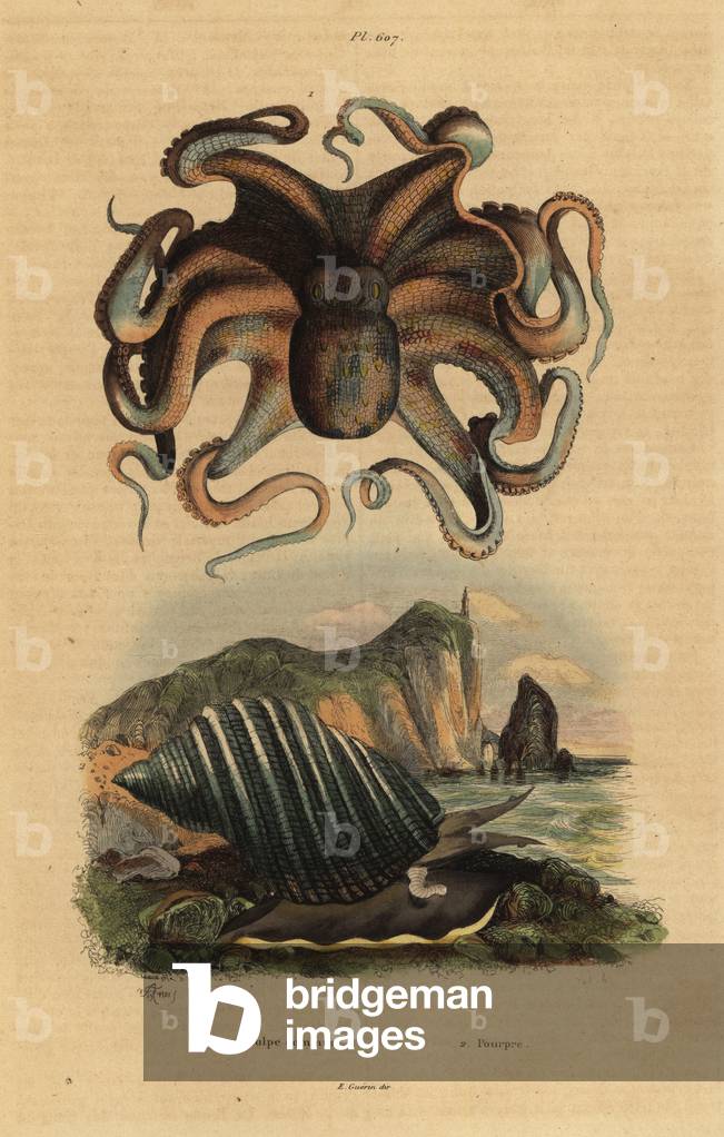 Common octopus, Octopus vulgaris 1, and sea snail, Dicathais orbita 2