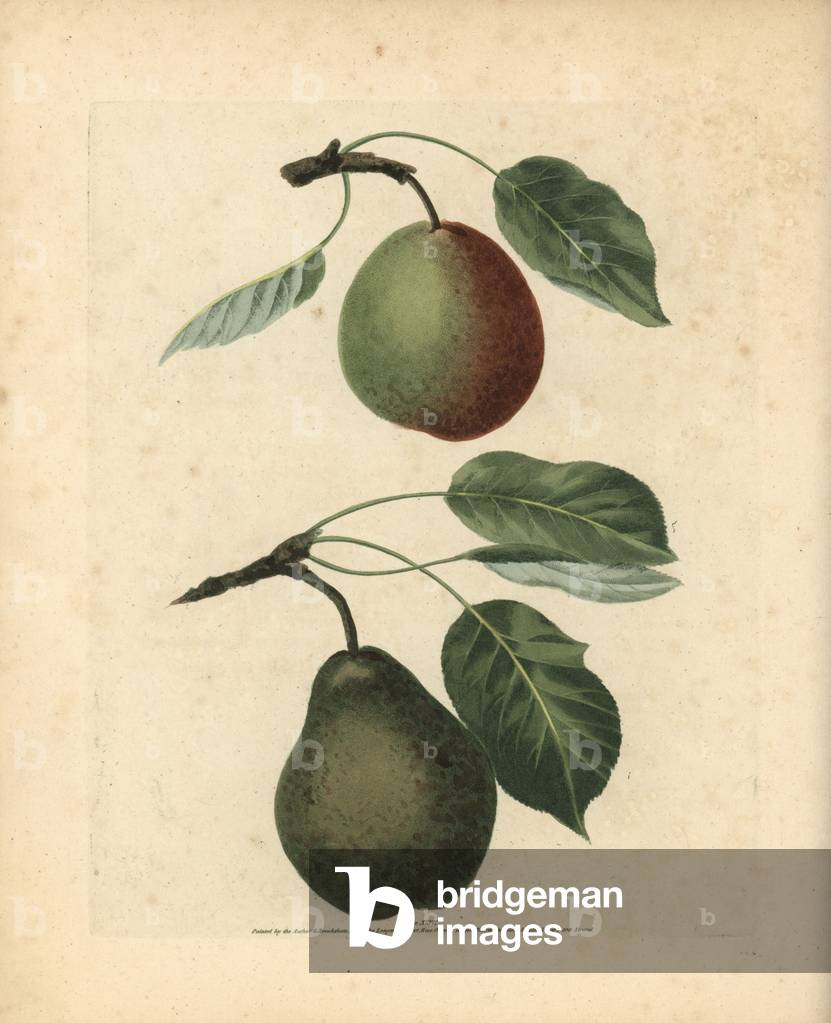 Pear varieties, Pyrus communis: Winter Swan's Egg and Easter Bergamot. Handcoloured stipple engraving of an illustration by George Brookshaw from his own “” Pomona Britannica,”” London, Longman, Hurst, etc., 1817. The quarto edition of the original folio edition published from 1804-1812. Brookshaw (1751-1823) was a successful cabinet maker who disappeared in the 1790s before returning as a flower painter with the anonymous “” New Treatise on Flower Painting,””” 1797.