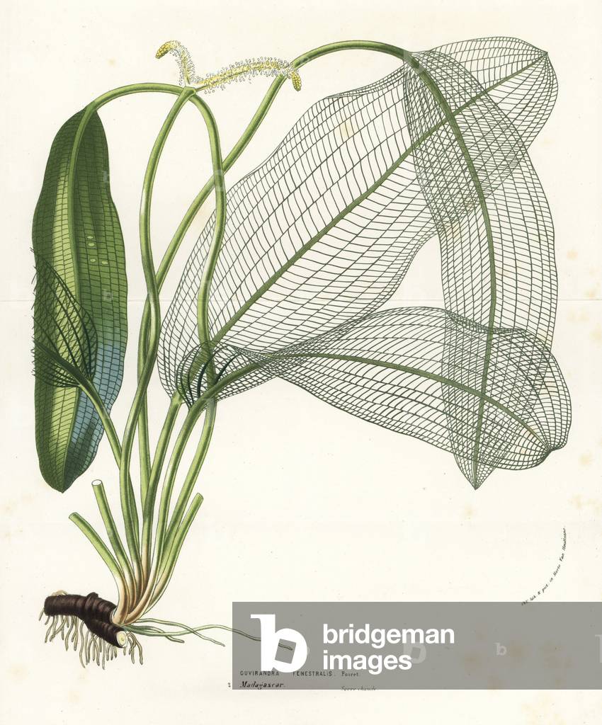 Madagascar laceleaf, lattice leaf or lace plant, Aponogeton madagascariensis (Ouvirandra fenestralis). Handcoloured lithograph from Louis van Houtte and Charles Lemaire's Flowers of the Gardens and Hothouses of Europe, Flore des Serres et des Jardins de l'Europe, Ghent, Belgium, 1856.
