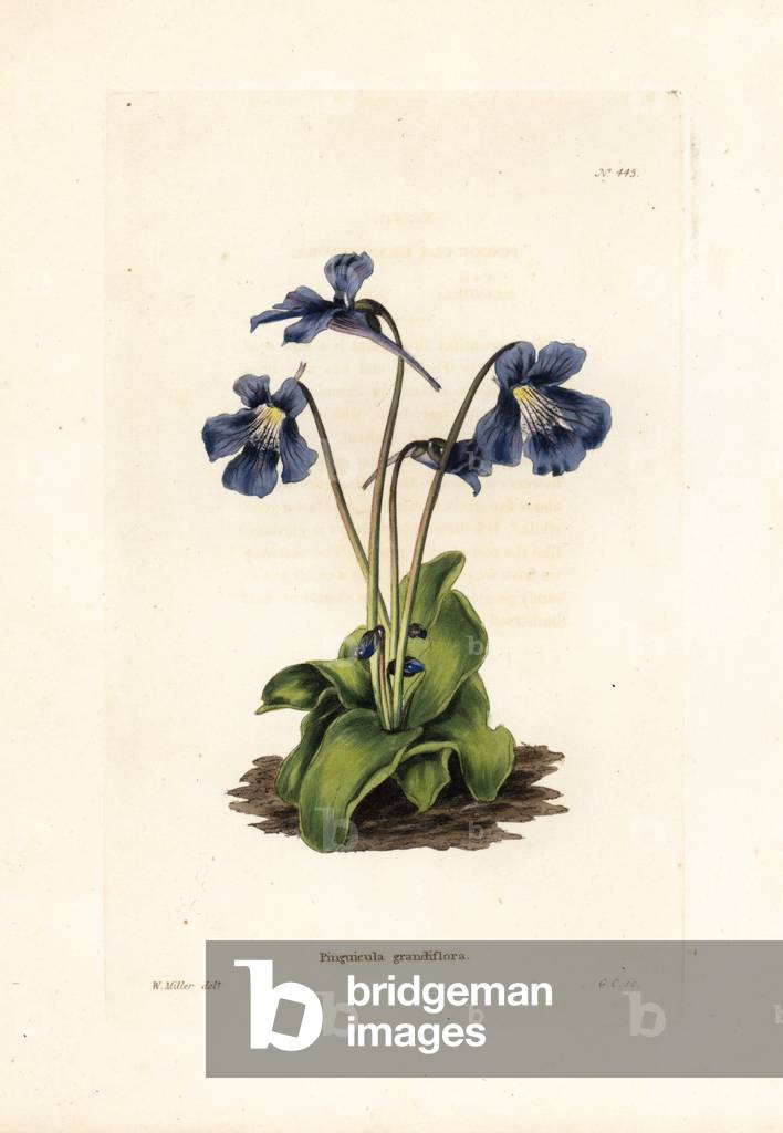 Grassette variete or goose tongue - Lithograph by George Cooke, for the British magazine Conrad Loddiges Botanical Cabinet (1738-1826), 1810 - Large-flowered butterwort, Pinguicula grandiflora - Handcoloured copperplate engraving by George Cooke from an illustration by W - Miller from Conrad Loddiges' Botanical Cabinet, London, 1810 -