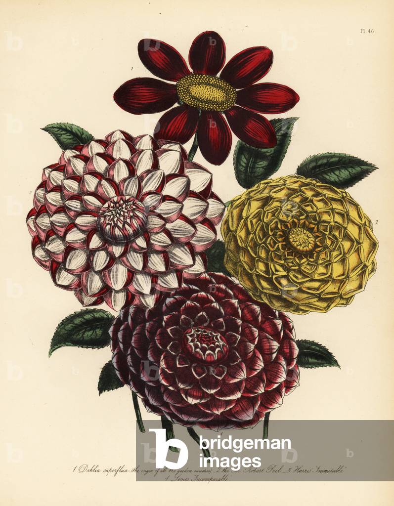 Varieties of Dahlia superflua, the variable dahlia, the Sir Robert Peel, Harris' Inimitable, and Levic's Incomparable. Handfinished chromolithograph by Henry Noel Humphreys after an illustration by Jane Loudon from Mrs. Jane Loudon's Ladies Flower Garden of Ornamental Perennials, William S. Orr, London, 1849.