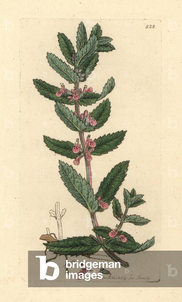 Water germander, Teucrium scordium (Germandree d'eau, Germandree des marais) Handcoloured copperplate engraving after a drawing by James Sowerby for James Smith's English Botany, 1801.