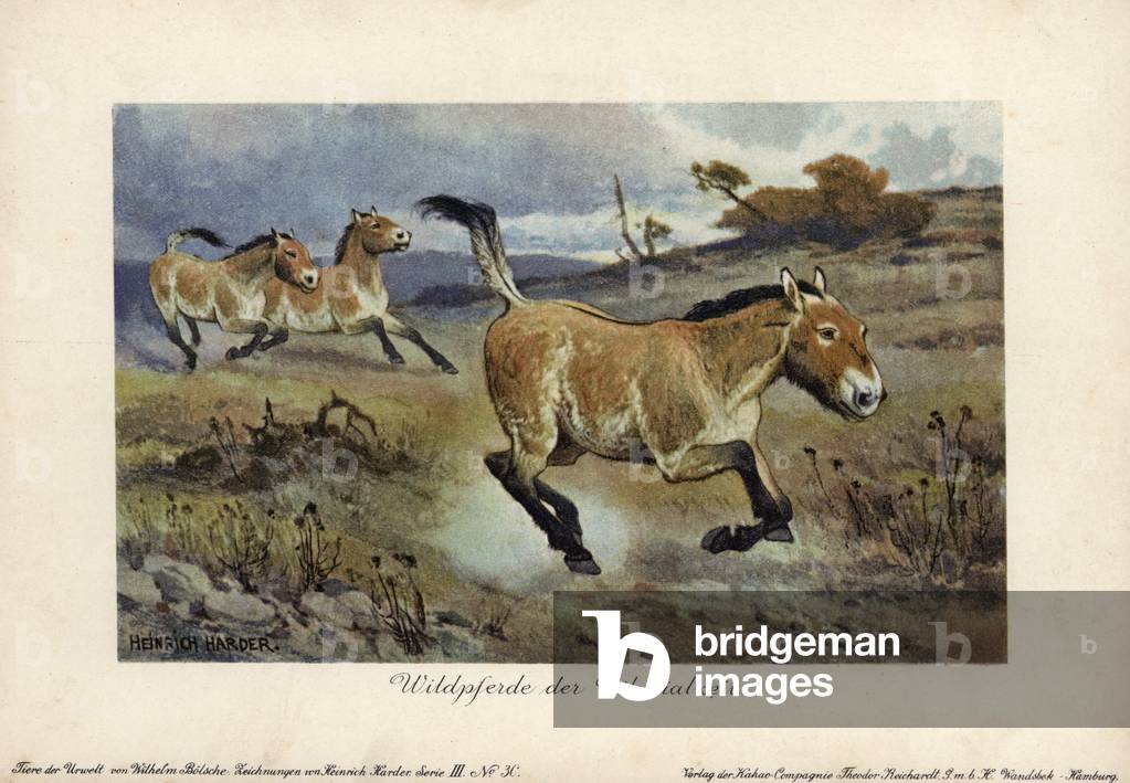 Wild horses of the diluvian era, like equus ferus. Chromolithography by Heinrich Garden (1858-1935) (series prehistoric animals of the Reichardt Cocoa Company), originally published in “Animals of the Prehistoric World”, 1916, Hamburg (Germany), text by Wilhelm Bolsche.