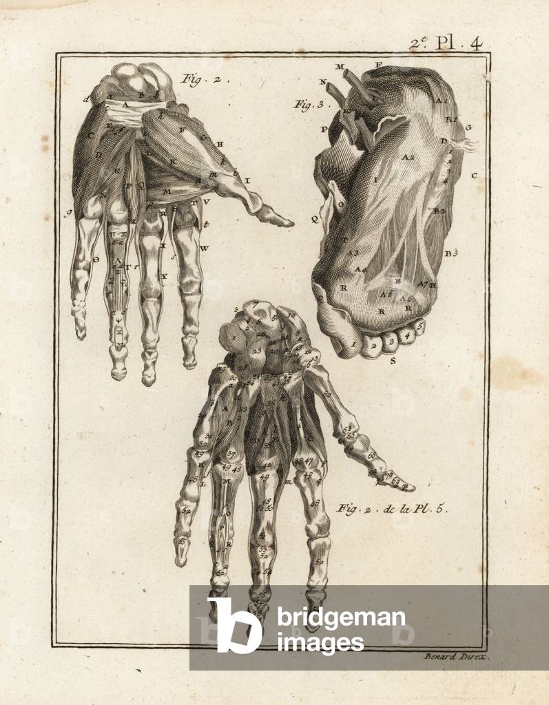 Dissection of the human hand and foot to reveal muscle, ligament and bone. Copperplate engraving by Robert Benard from Denis Diderot's Encyclopedia, Pellet, Geneva, 1779.