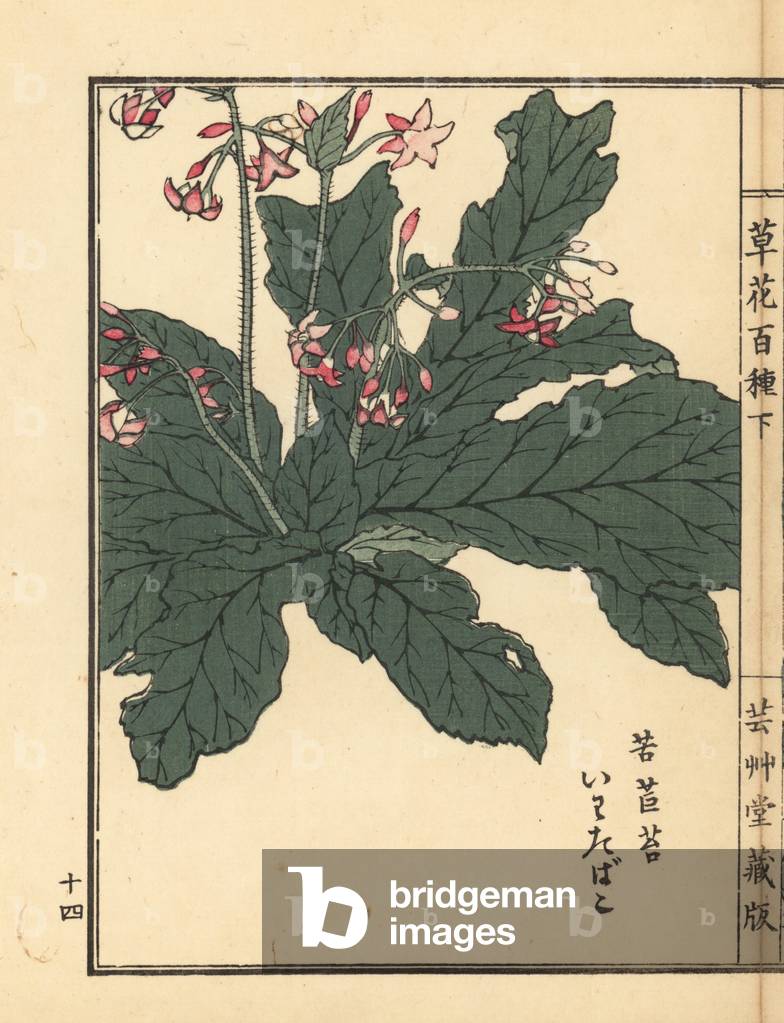 Iwatabako, Conandron ramondioides. Handcoloured woodblock print by Kono Bairei from Kusa Bana Hyakushu (One Hundred Varieties of Flowers), Tokyo, Yamada, 1901.