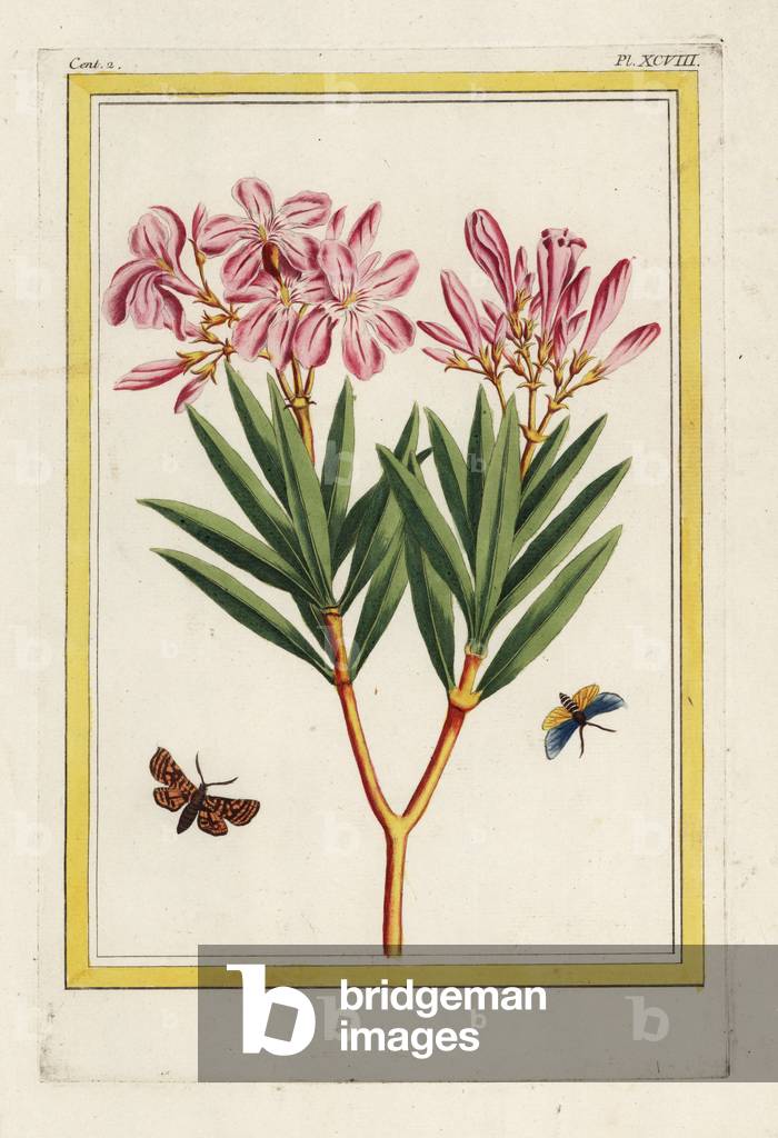 The pink Lauriere has simple flowers. Oleander tree, Nerium oleander. Handcoloured etching from Pierre Joseph Buchoz 'Precious and illuminated collection of the most beautiful and curious flowers, grown both in the gardens of China and in those of Europe, Paris, 1776.