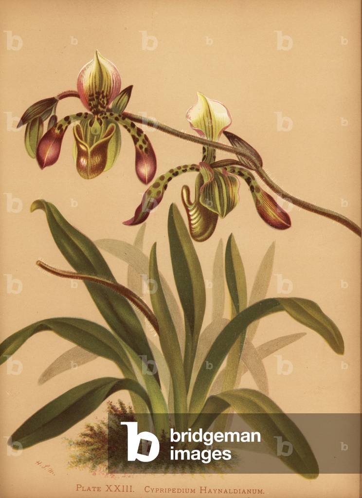 Paphiopedilum haynaldianum orchid (Cypripedium haynaldianum)