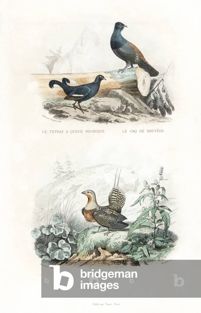 Black grouse, Tetrao tetrix, western Capercaillie, Tetrao urogallus, and pin-tailed sandgrouse, Pterocles alchata. Handcoloured engraving on steel by Manceau after a drawing by Edouard Travies from Richard's “New Edition of the Complete Works of Buffon,”” Pourrat Freres, Paris, 1837.