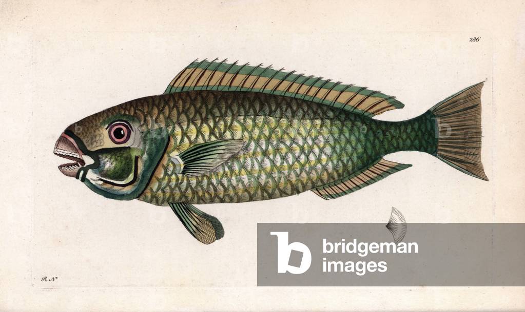 Japanese parrot fish. Signed illustration RN (Richard Nodder). Copper engraving for the naturalist collection, published in 1796 by George Shaw and Frederick Nodder. Palecheek parrotfish, Chlorurus japanensis. Illustration signed RN (Richard Nodder). Handcolored copperplate engraving from George Shaw and Frederick Nodder's “” The Naturalist's Miscellany””” 1796.