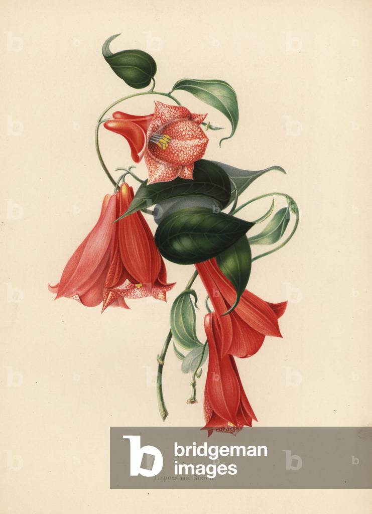 Chilean bellflower or copihue, Lapageria rosea (Lapegeria rosea)