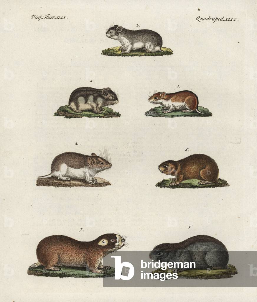 Meadow jumping mouse, Zapus hudsonius 1, sandy mole rat, Spalax arenarius 2, grey dwarf hamster, Cricetulus migratorius 3, Siberian hamster, Phodopus sungorus 4, Chinese hamster Cricetulus barabensis 5, northern mole vole, Ellobius talpinus 6, and Cape mole rat, Georychus capus ensis 7. Handcoloured copperplate engraving from Bertuch's “” Bilderbuch fur Kinder”” (Picture Book for Children), Weimar, 1798. Friedrich Johann Bertuch (1747-1822) was a German publisher and man of arts most famous for his 12-volume encyclopedia for children illustrated with 1,200 engraved plates on natural history, science, costume, mythology, etc., published from 1790-1830.