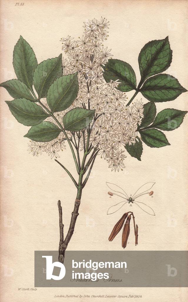 Fraxinus ornus (Fraxinus ornus) - Water by William Clarke to illustrate “Medical Botanical, Description of the Medicinal Plants of London, Edinburgh and Dublin” by John Stephenson and James Morss Churchill, published in London by John Churchill in 1831