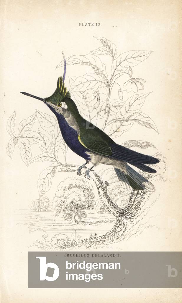 Black-breasted plovercrest, Stephanoxis lalandi (Delalander's hummingbird, Trochilus delalandii). Handcoloured steel engraving by William Lizars from Sir William Jardine's Naturalist's Library: Ornithology: Hummingbirds, Edinburgh, W.H. Lizars, 1834.