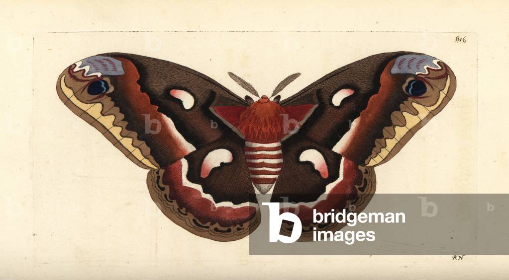 Cecropia moth, Hyalophora cecropia (Cecropian moth, Phalaena cecropia). Illustration drawn and engraved by Richard Polydore Nodder. Handcoloured copperplate engraving from George Shaw and Frederick Nodder's The Naturalist's Miscellany, London, 1803.