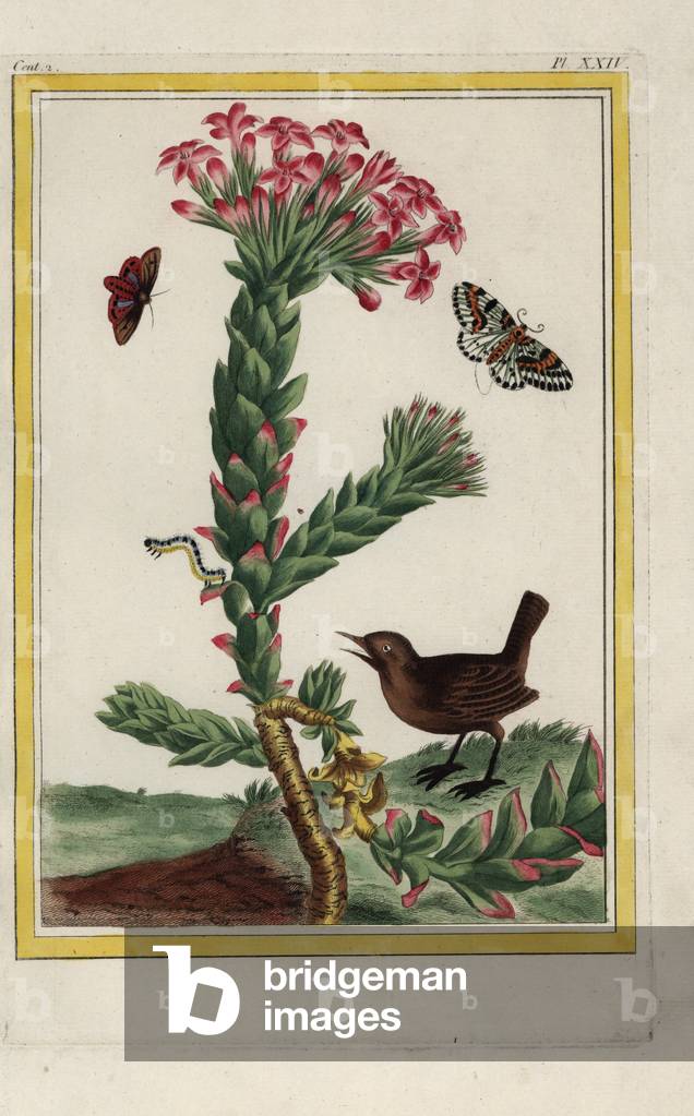 La Crassule or Grassette. Jade plant, Crassula ovata. Handcoloured etching from Pierre Joseph Buchoz 'Precious and illuminated collection of the most beautiful and curious flowers, grown both in the gardens of China and in those of Europe, Paris, 1776.