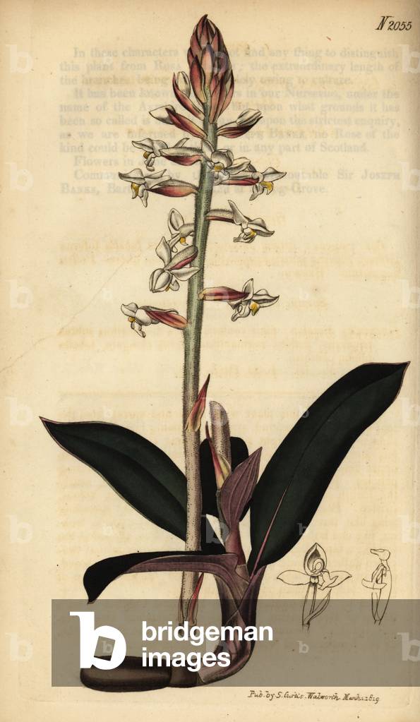 Jewel orchid, Ludisia discolor (Goodyera discolor). Handcoloured copperplate engraving from Samuel Curtis' Botanical Magazine, London, 1819.