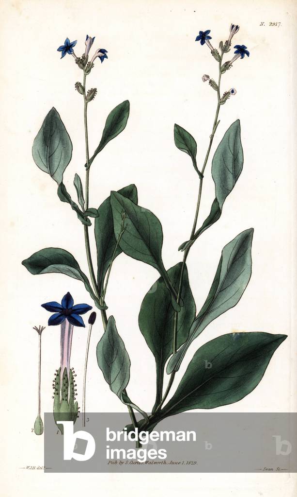 Plumbago has diamond leaves - rhomboid-leaved leadwort, Plumbago rhomboidea. Handcoloured copperplate engraving by Swan after an illustration by William Jackson Hooker from Samuel Curtis's “” Botanical Magazine,”” London, 1829.
