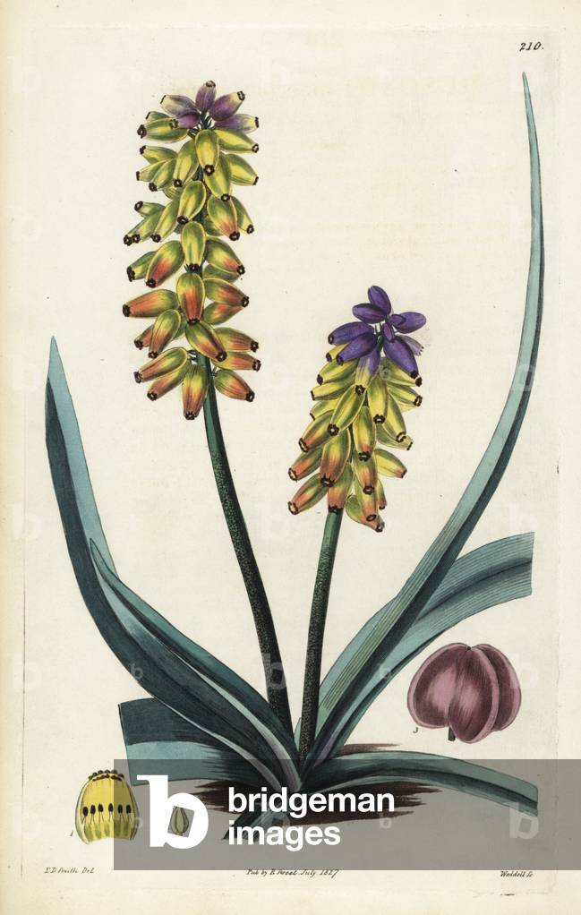 Yellow grape hyacinth or large-capsuled muscari, Muscari macrocarpum. Handcoloured copperplate engraving by Weddell after a botanical illustration by Edward Dalton Smith from Robert Sweet's The British Flower Garden, Ridgeway, London, 1827.