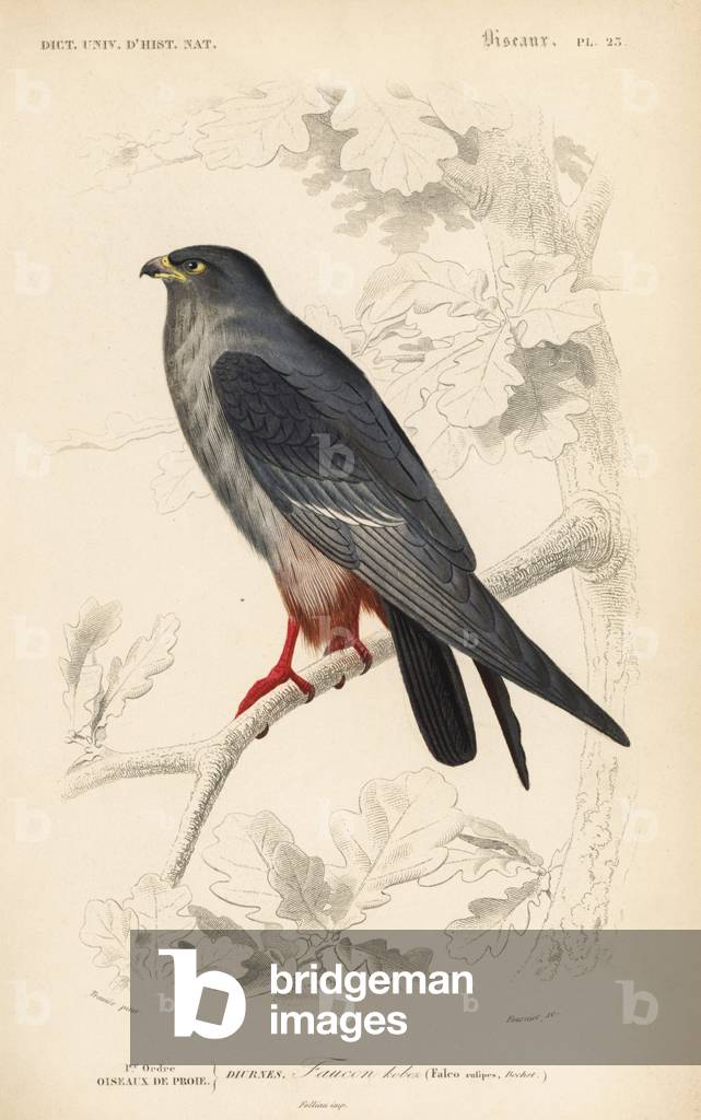 Red-footed falcon, Falco vespertinus. Handcoloured engraving by Fournier after an illustration by Edouard Travies from Charles d'Orbigny's Dictionnaire Universelle d'Histoire Naturelle (Dictionary of Natural History), Paris, 1849.