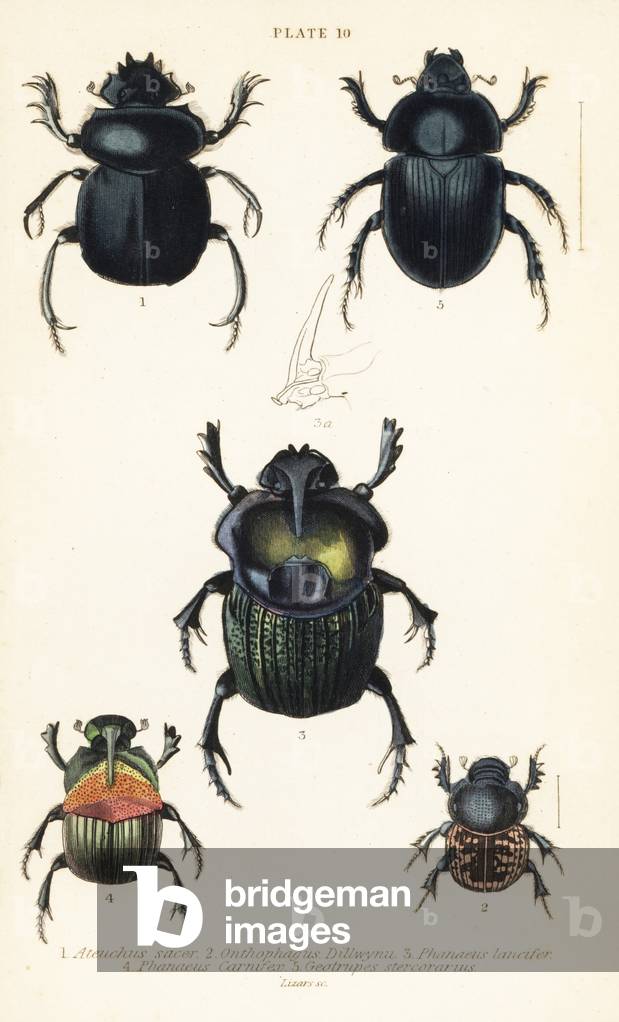 Sacred scarab beetle, Scarabaeus sacer 1, dung beetles, Onthophagus nuchicornis 2, Coprophanaeus lancifer 3, Sulcophanaeus carnifex 4, and earth-boring dung beetle, Geotrupes stercorarius 5