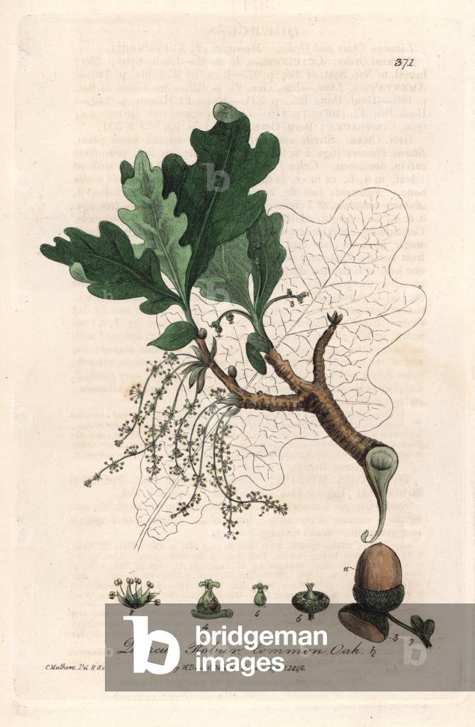 Peduncle Oak (Quercus robur) - Botanical Plate by Isaac Russell, engraved by Charles Matthews, taken from “English Botanical Phenomenes” by William Baxter (1788-1871), 1837