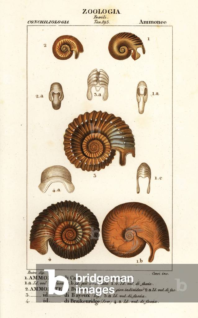 Fossils of extinct ammonite species