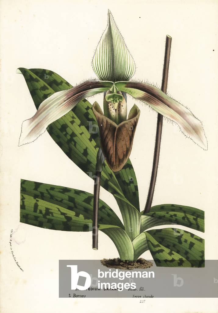 Paphiopedilum dayanum orchid (Cypripedium dayanum). Handcoloured lithograph from Louis van Houtte and Charles Lemaire's Flowers of the Gardens and Hothouses of Europe, Flore des Serres et des Jardins de l'Europe, Ghent, Belgium, 1862-65.