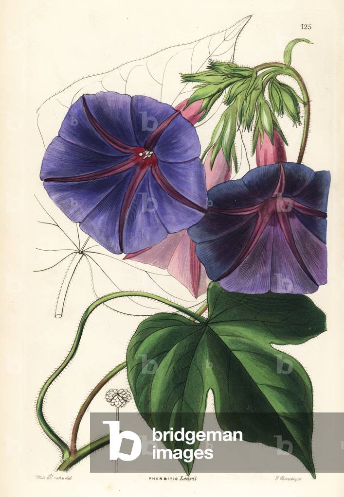 Blue volubilis, Indian ipomee - Blue morning glory, Ipomoea indica (Will's gaybine, Pharbitis learii). Handcoloured copperplate engraving by G. Barclay after Miss Sarah Drake from John Lindley and Robert Sweet's Ornamental Flower Garden and Shrubbery, G. Willis, London, 1854.