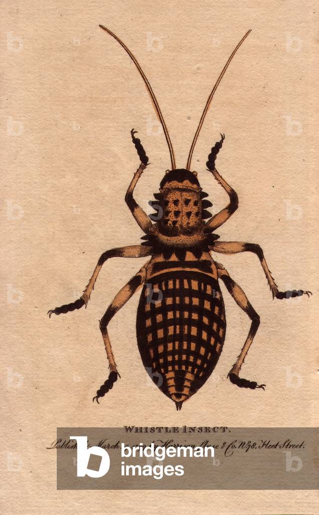 Type of North African grasshopper (Eugaster spinulosa), specimen identified and named by George Edwards (1694-1773). Lithographie in The Naturalist Pocket Magazine or Cabinet complete des Curiosites et Beautes de la Nature, published between 1798 and 1802, by Harrison, London, England.
