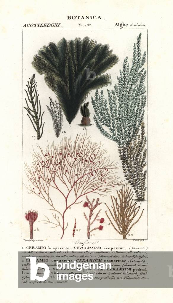 Red algae seaweed species