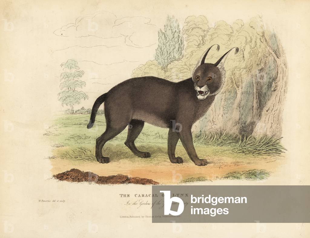 The Caracal or Lynx.