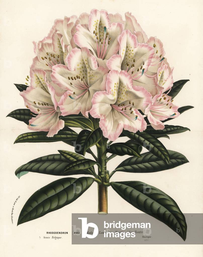 Rhododendron cultivar, Madame Louis van Houtte, Rhododendron maximum. Handcoloured lithograph from Louis van Houtte and Charles Lemaire's Flowers of the Gardens and Hothouses of Europe, Flore des Serres et des Jardins de l'Europe, Ghent, Belgium, 1862-65.