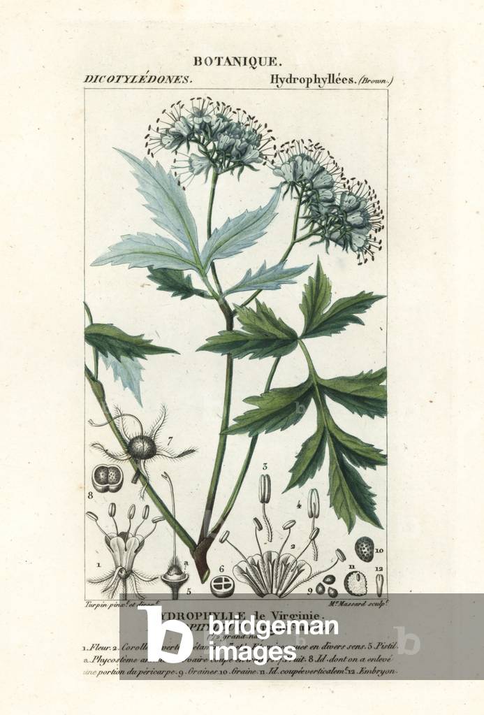 Virginia waterleaf, Hydrophyllum virginianum