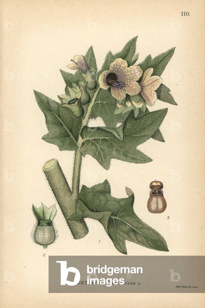 Henbane or stinking nightshade, Hyoscyamus niger